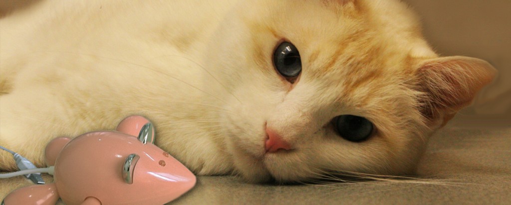 cat looking at computer mouse
