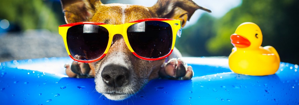 A dog in sunglasses and a toy duck