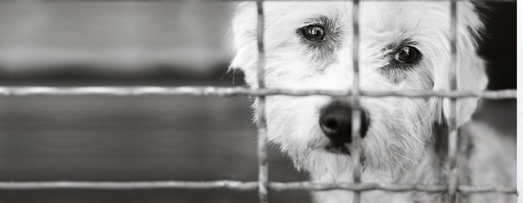 A dog suffering in shelter, waits for help