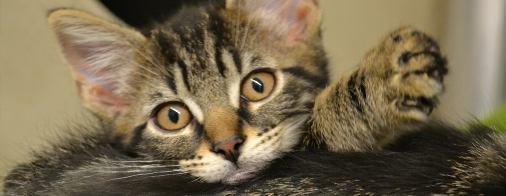 A kitten with big eyes, purring