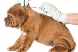 Microchipping your Pet