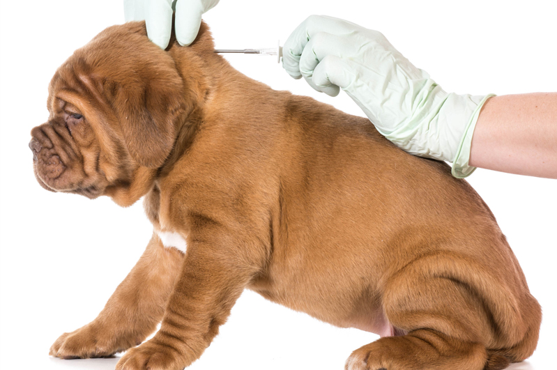 A dog having a microchip implant