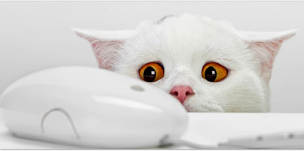 a cat looks at a computer mouse
