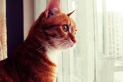 Why your cat stares are FIERCE