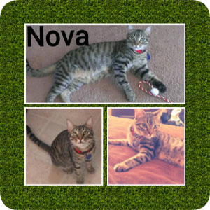 Nova, a loving tom cat, on diferent pictures