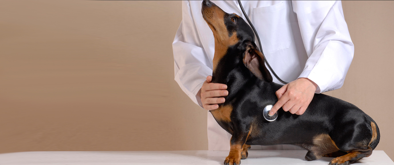 A dog has her health examined by a vet