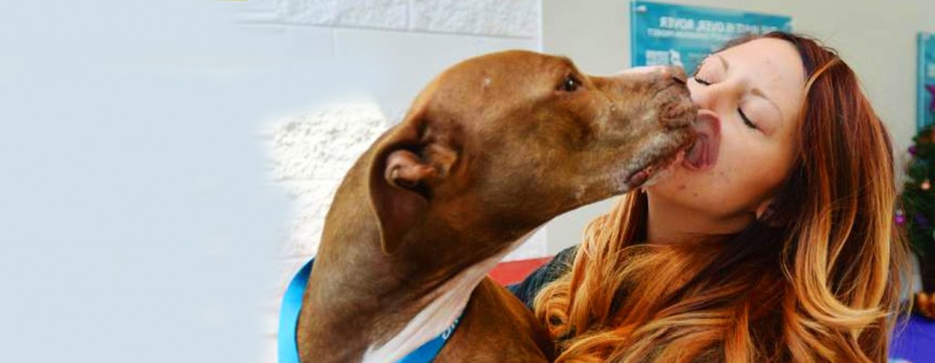 A dog licks a volunteer at the shelter