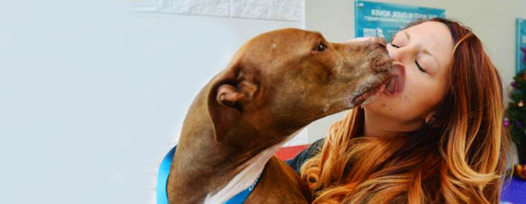 Volunteer to safe dogs; a dog licks a woman