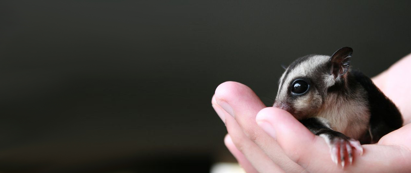 a small animal in the hand