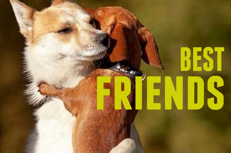 June Episode: Best Friend's - Joint Animal Services