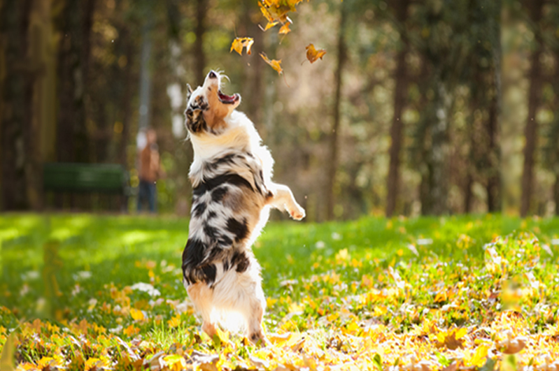 Dog Jumping at Leaves