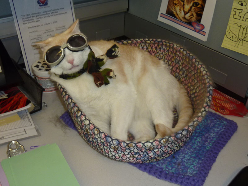 cat in goggles