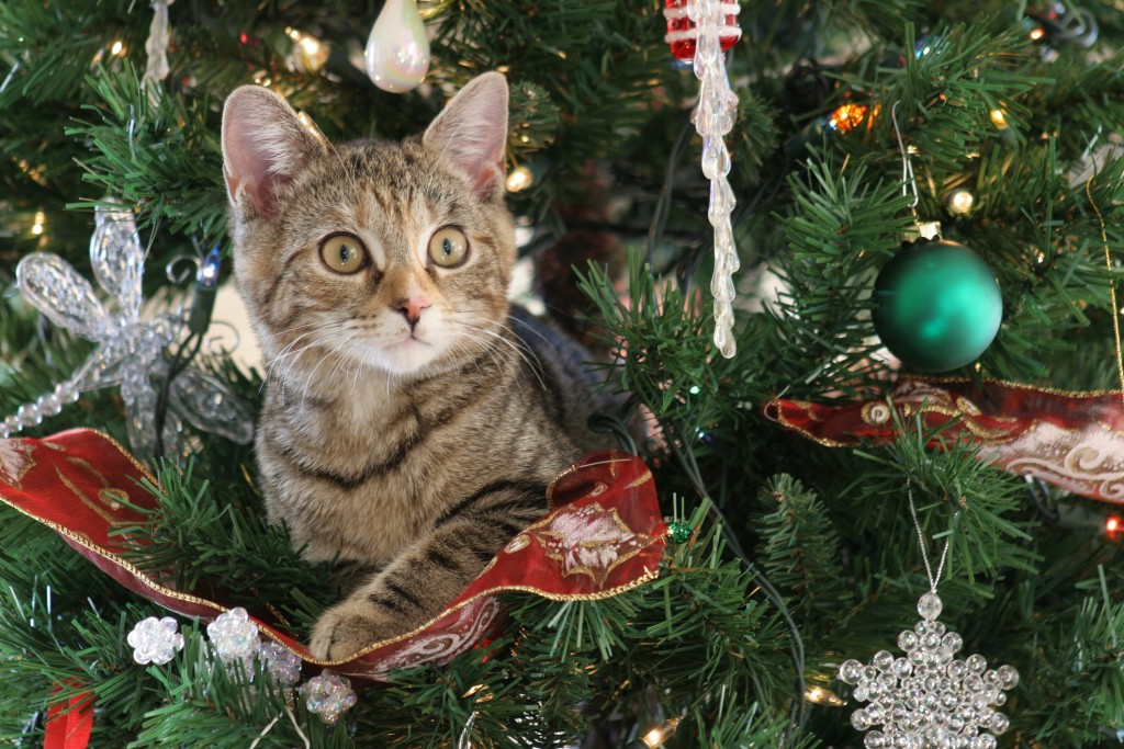 kitten in tree