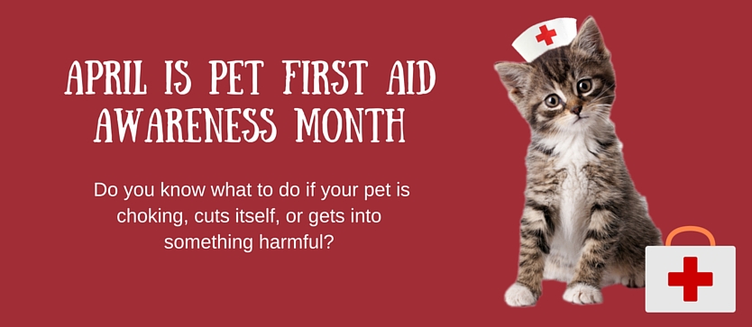 Pet first aid - Joint Animal Services