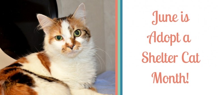 June is Adopt a Shelter Cat Month - Joint Animal Services