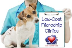 Microchip Clinics