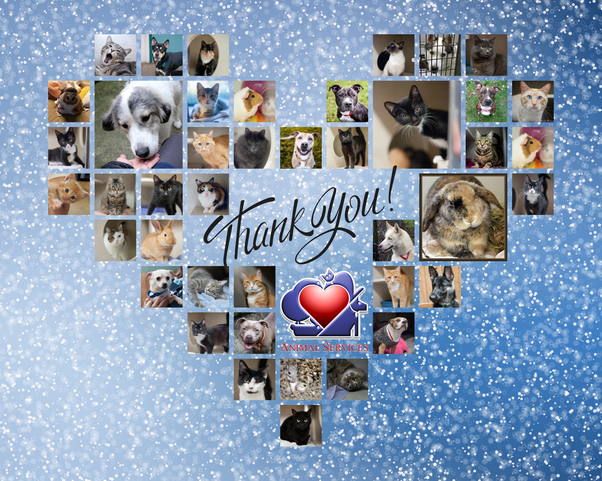 Thank You - Joint Animal Services