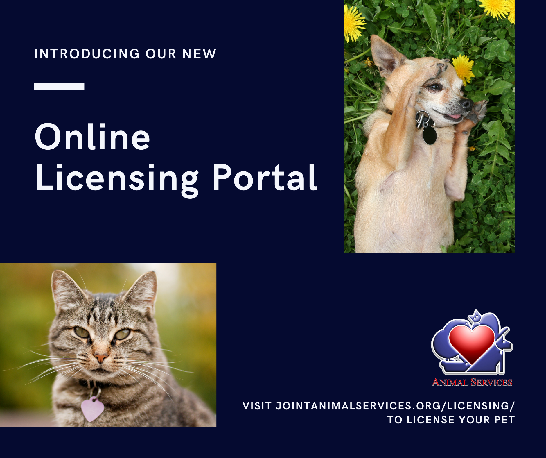 Online Licensing Portal