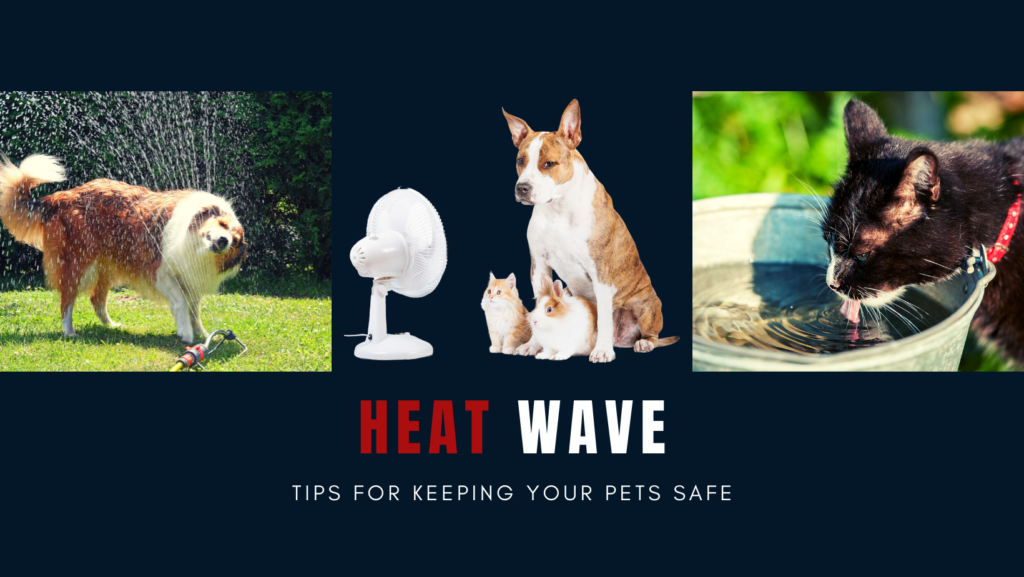 Heat Wave: Tips for keeping your pets safe